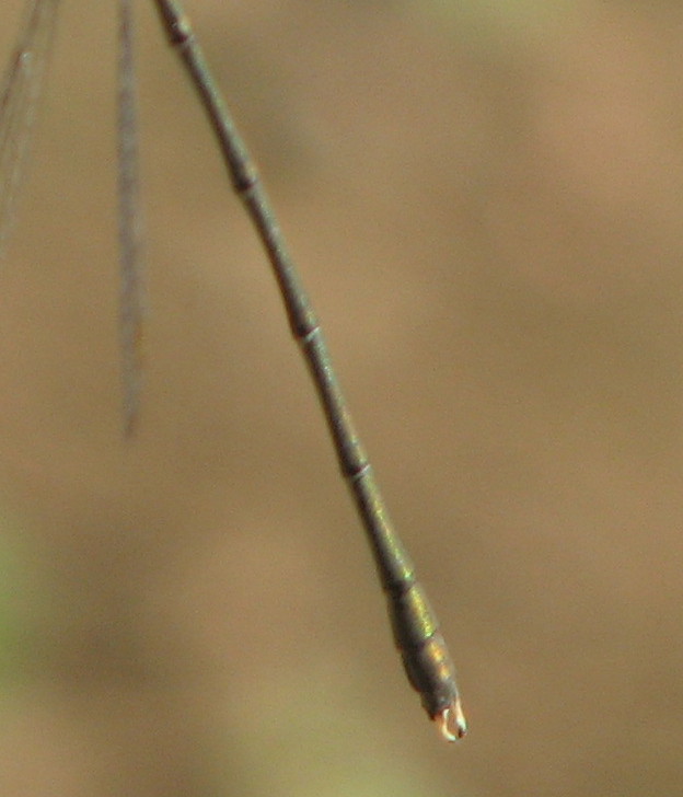 Chalcolestes viridis o parvidens?